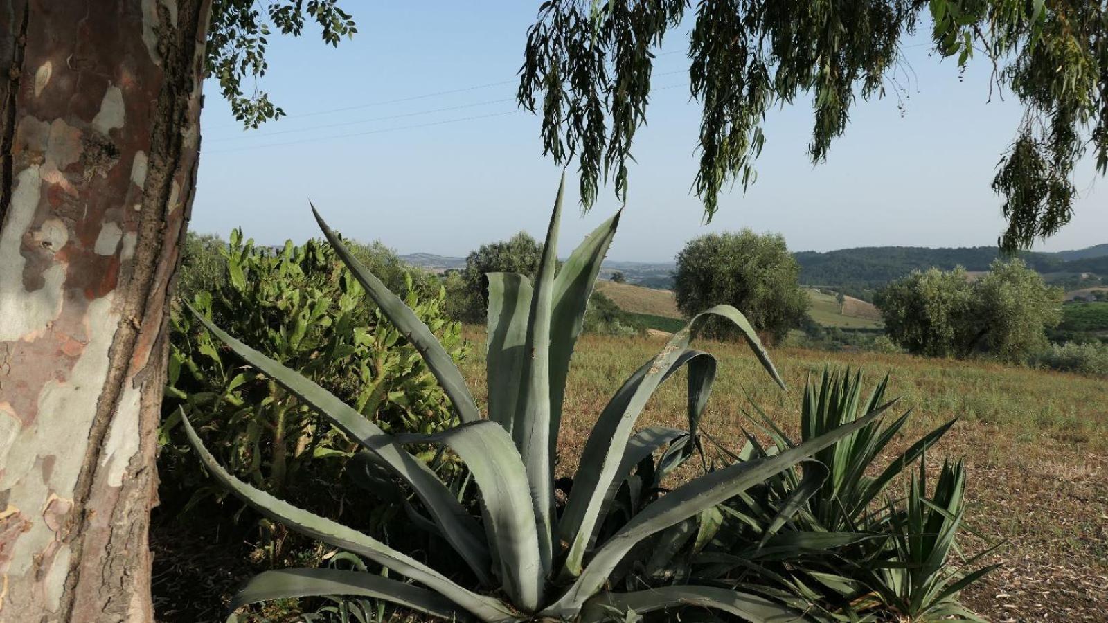 Agriturismo Uliveto Gretacci モンテメラノ エクステリア 写真