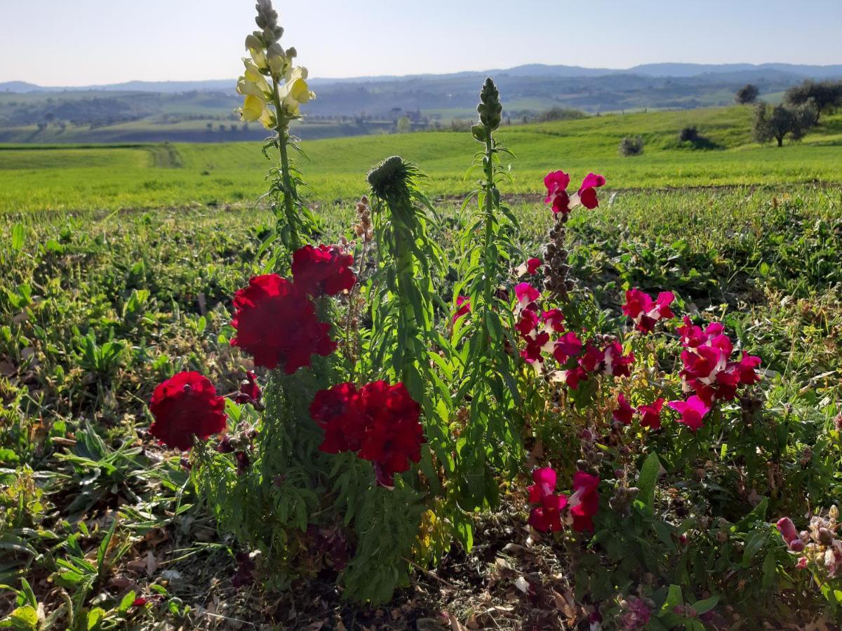 Agriturismo Uliveto Gretacci モンテメラノ エクステリア 写真
